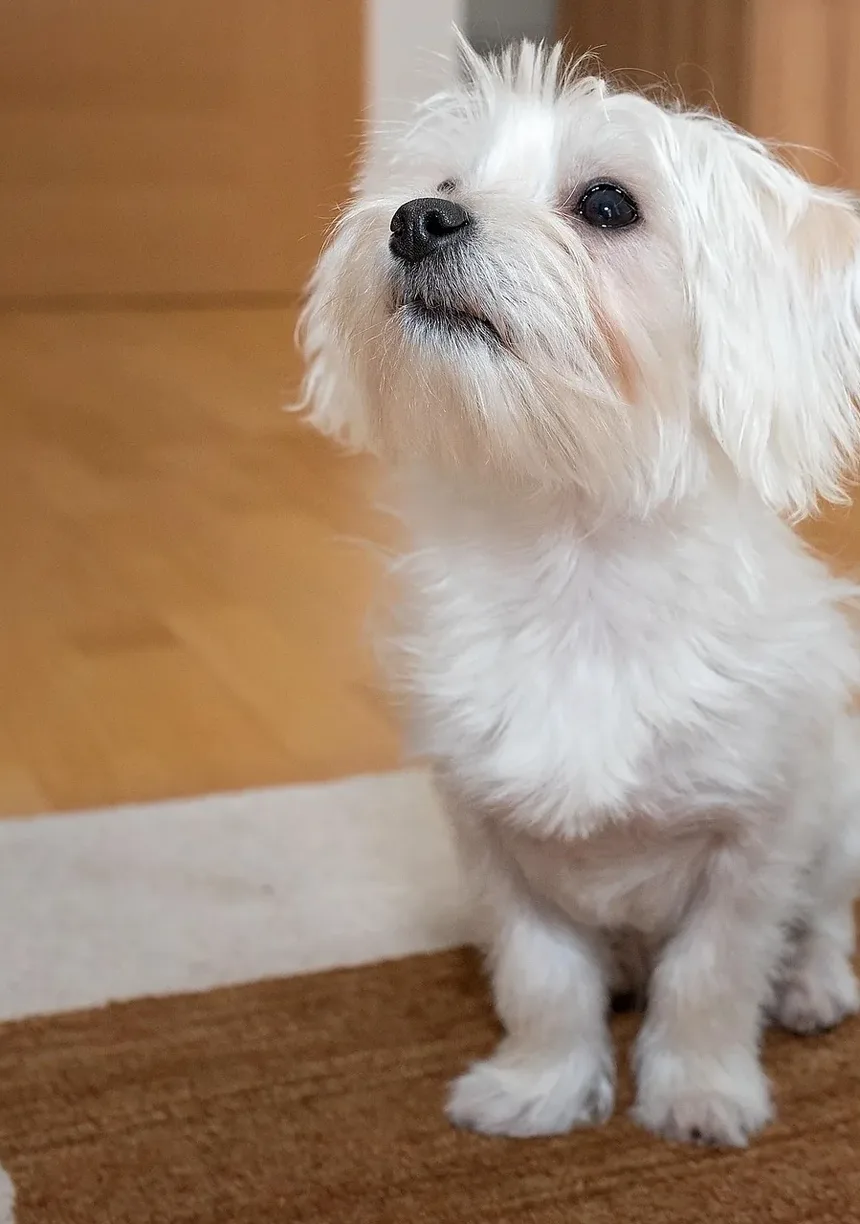 Coelhos Machos ou Fêmeas: Qual é o Melhor Pet?