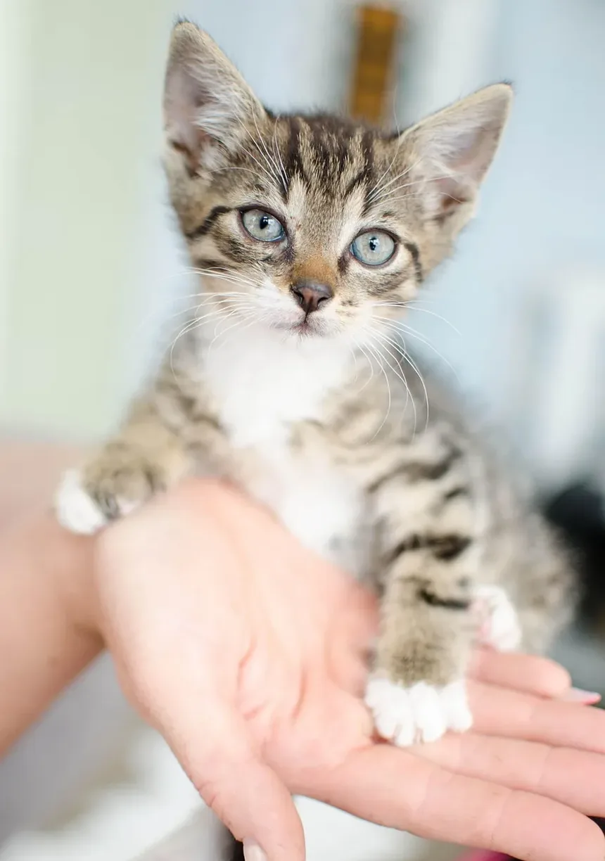 Posso Fazer a Higiene do Meu Gato Sozinho? Um Guia Completo para a Higiene de Gatos em Casa