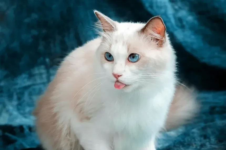Posso Fazer a Higiene do Meu Gato Sozinho? Um Guia Completo para a Higiene de Gatos em Casa
