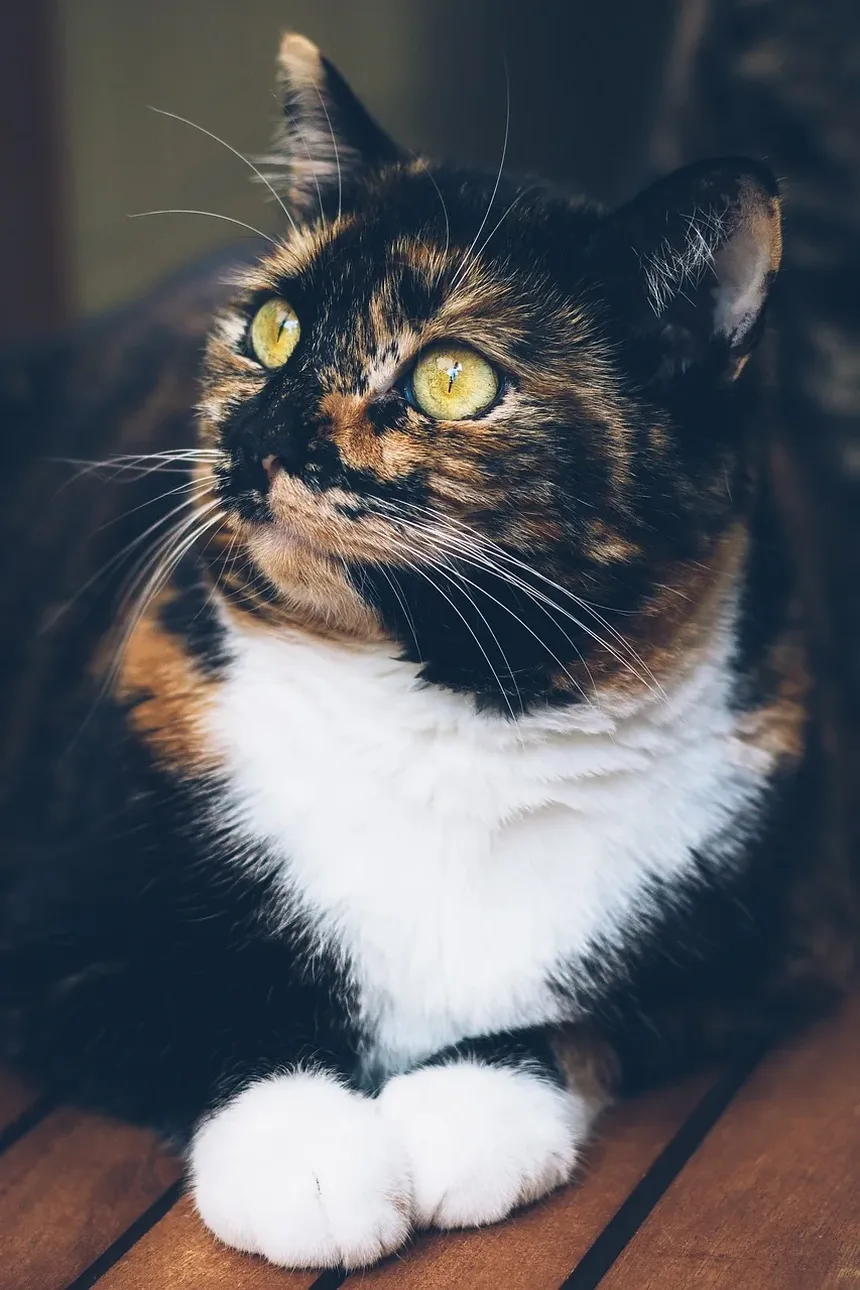 Preciso Dar Vitaminas ao Meu Gato?