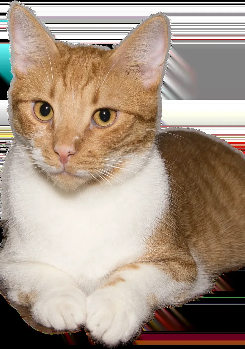 Preciso Dar Vitaminas ao Meu Gato?