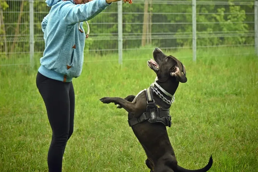 Sinais Precoce de Estresse Térmico em Cães: O Que Todo Dono Deve Saber