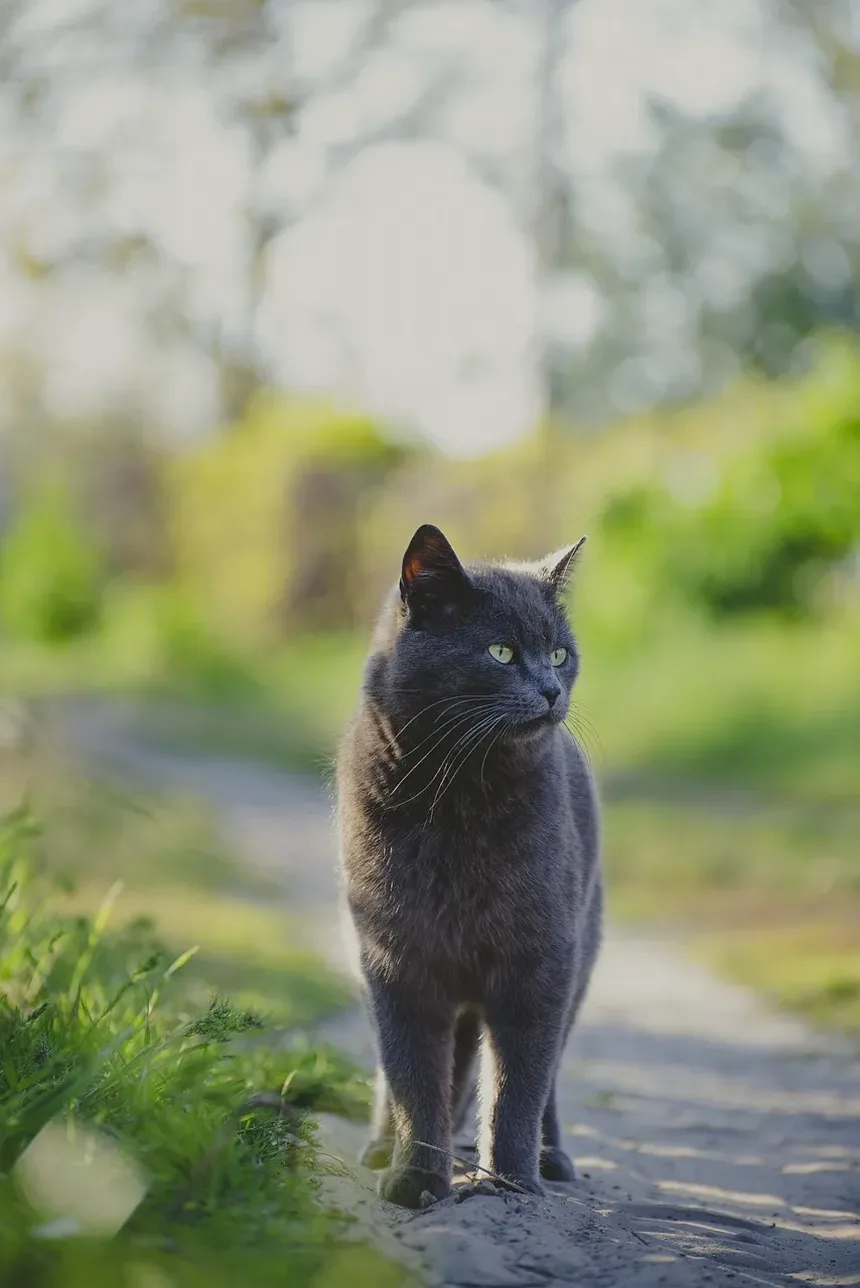 Suplementos Alimentares para Gatos Idosos: Melhorando a Saúde e a Vitalidade