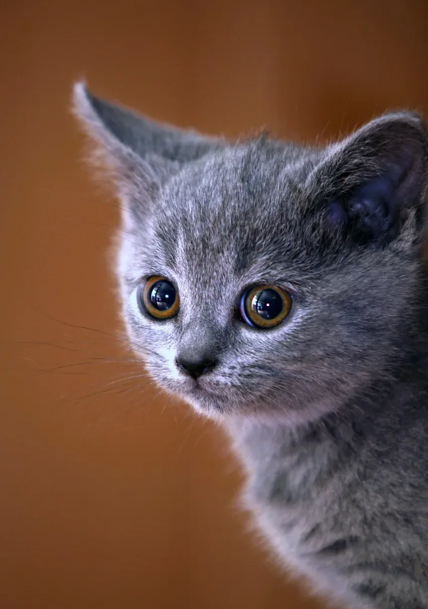 Suplementos Alimentares para Gatos Idosos: Melhorando a Saúde e a Vitalidade