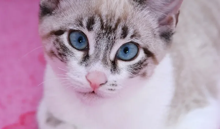 Suplementos Alimentares para Gatos Idosos: Melhorando a Saúde e a Vitalidade