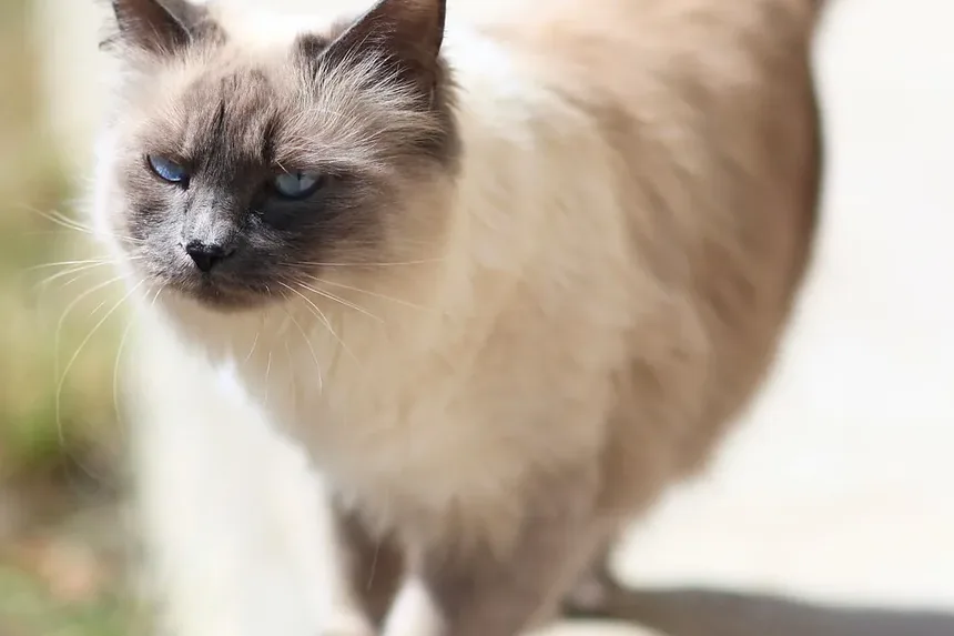 Suplementos Alimentares para Gatos Idosos: Melhorando a Saúde e a Vitalidade