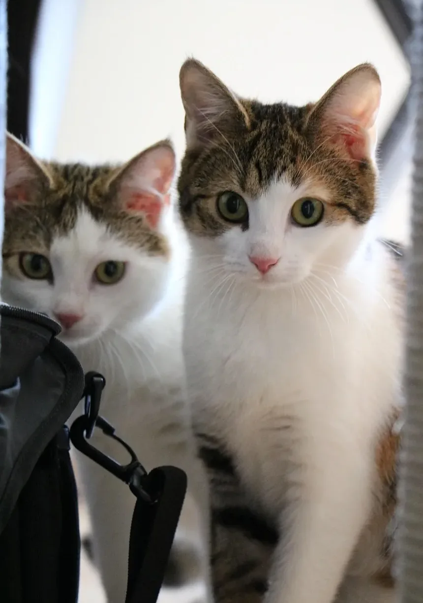 Como Cortar as Unhas de Gatos Agressivos em Casa: Um Guia Completo