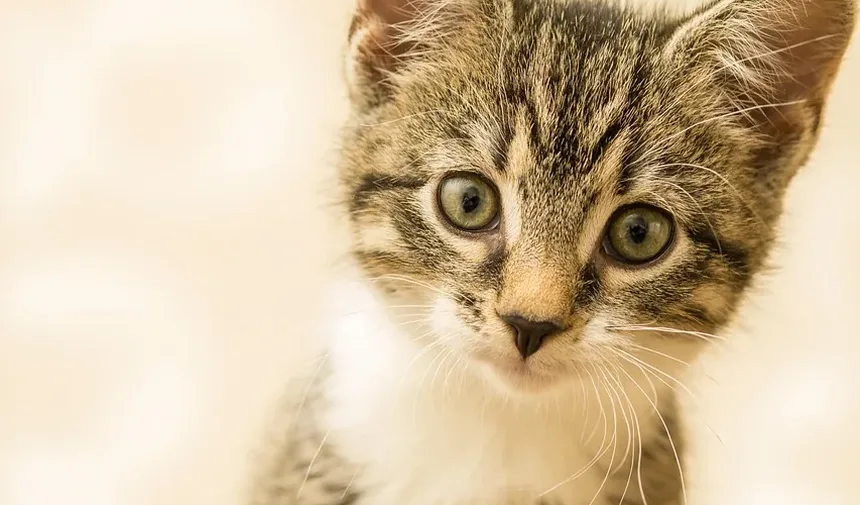 Como Cortar as Unhas de Gatos Agressivos em Casa: Um Guia Completo
