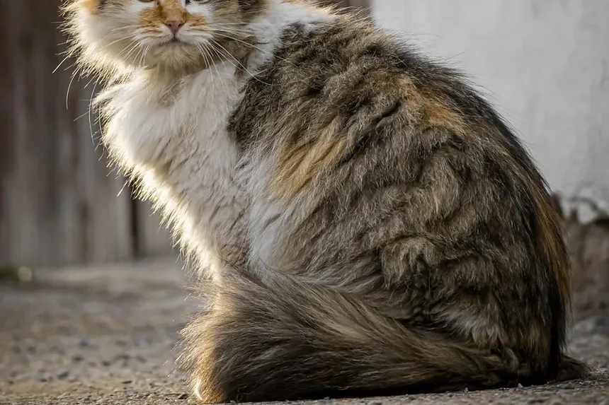 Como Cortar as Unhas de Gatos Agressivos em Casa: Um Guia Completo