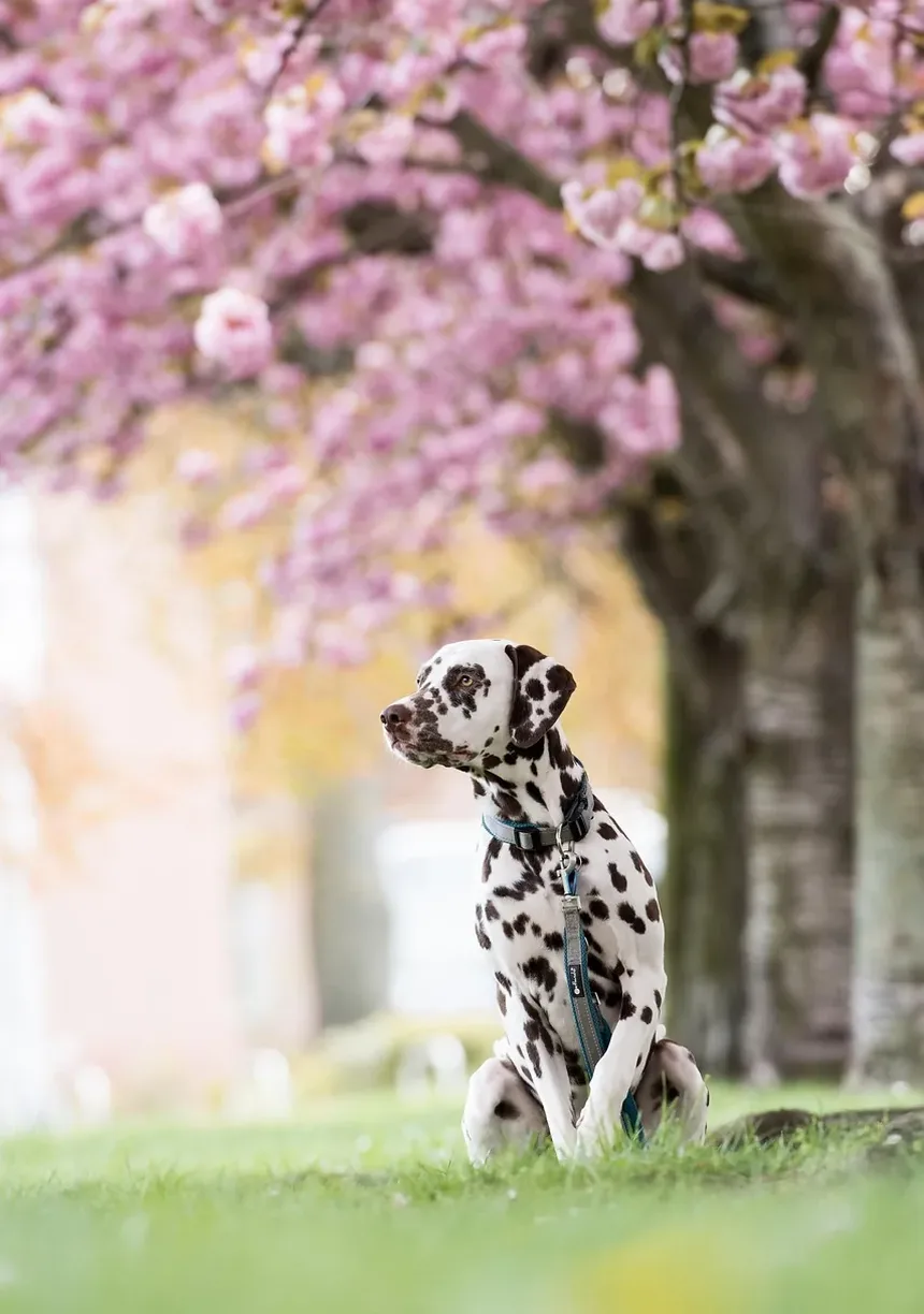 Como Ajudar um Cão com Dor na Coluna
