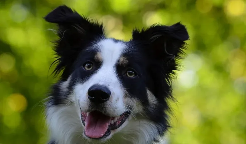 Como Ajudar um Cão com Dor na Coluna