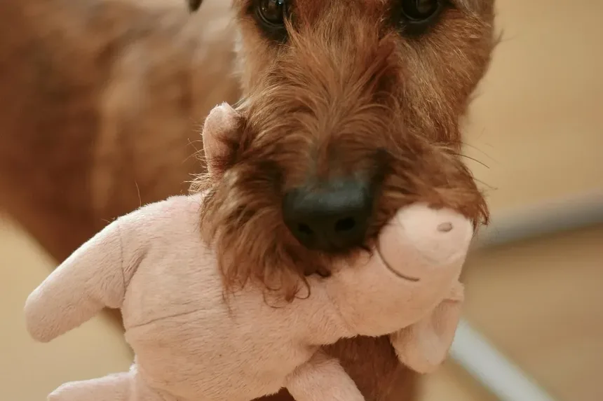 Como Ajudar um Cão com Dor na Coluna
