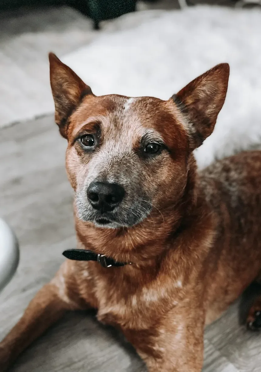Como Ajudar Meu Cão a Se Recuperar de um Ataque de Cão