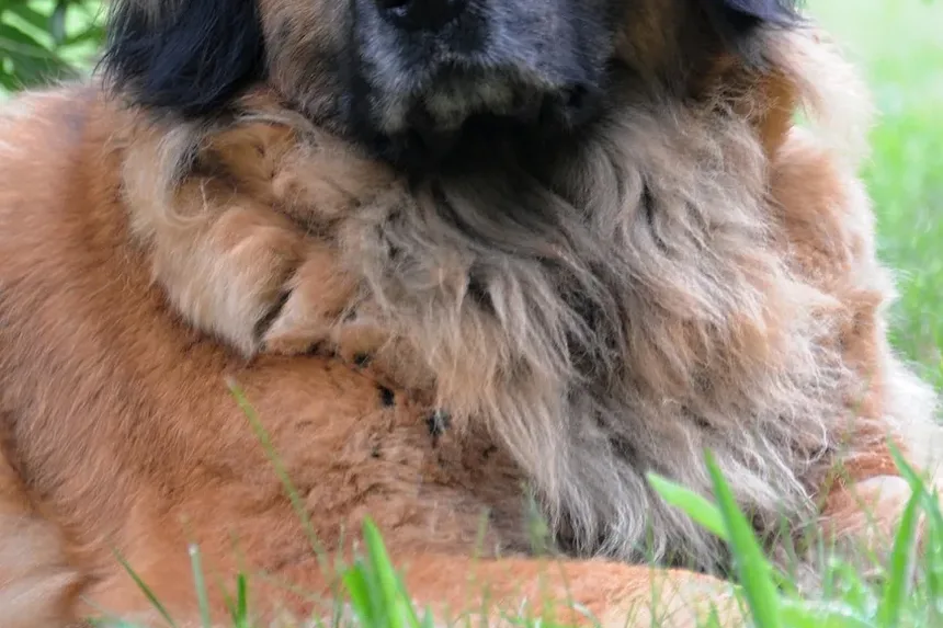 Como Ajudar Meu Cão a Se Recuperar de um Ataque de Cão