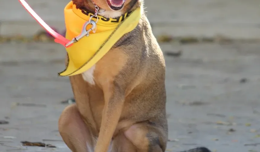 Como Ajudar Meu Cão a Se Recuperar de um Resfriado