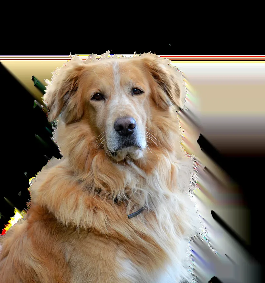 Como Ajudar Seu Cão a se Recuperar da Cirurgia do LCA