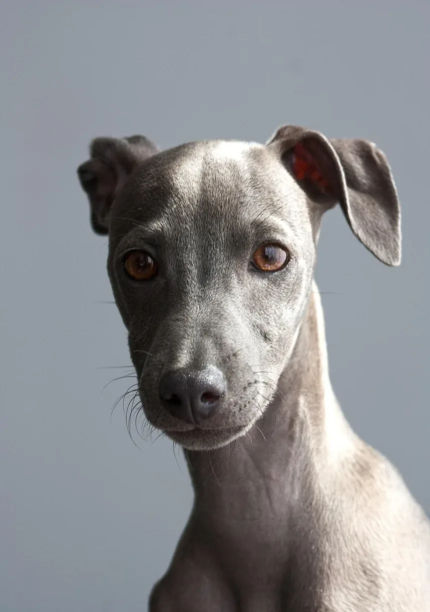 Como Ajudar Seu Cão a se Recuperar da Cirurgia do LCA