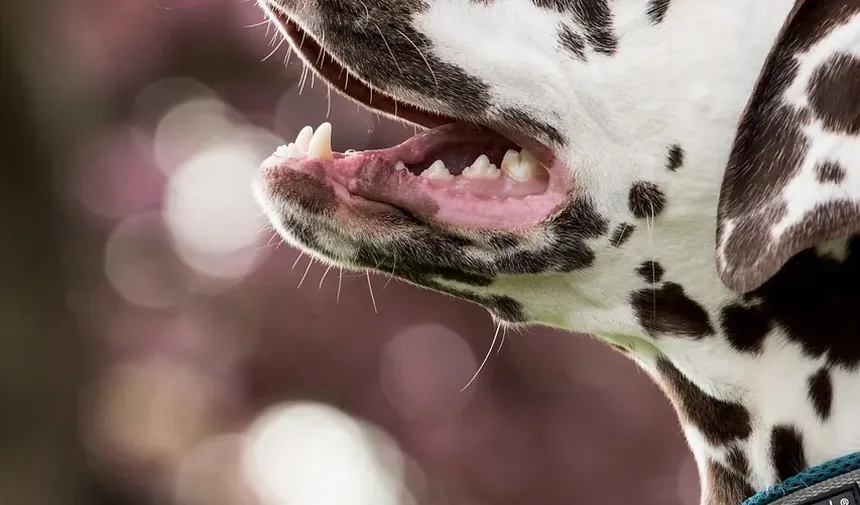 Como Ajudar Seu Cão a se Recuperar da Cirurgia do LCA