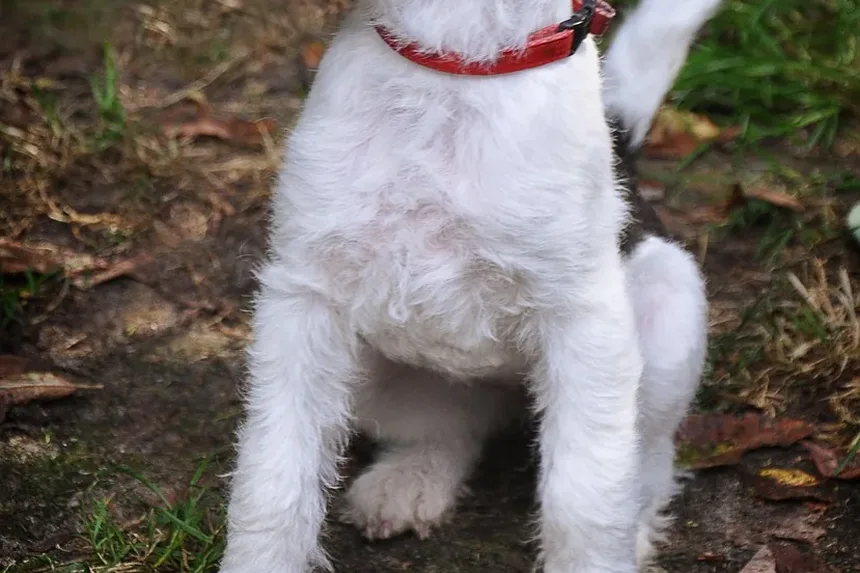 Como Ajudar Seu Cão a se Recuperar da Cirurgia do LCA