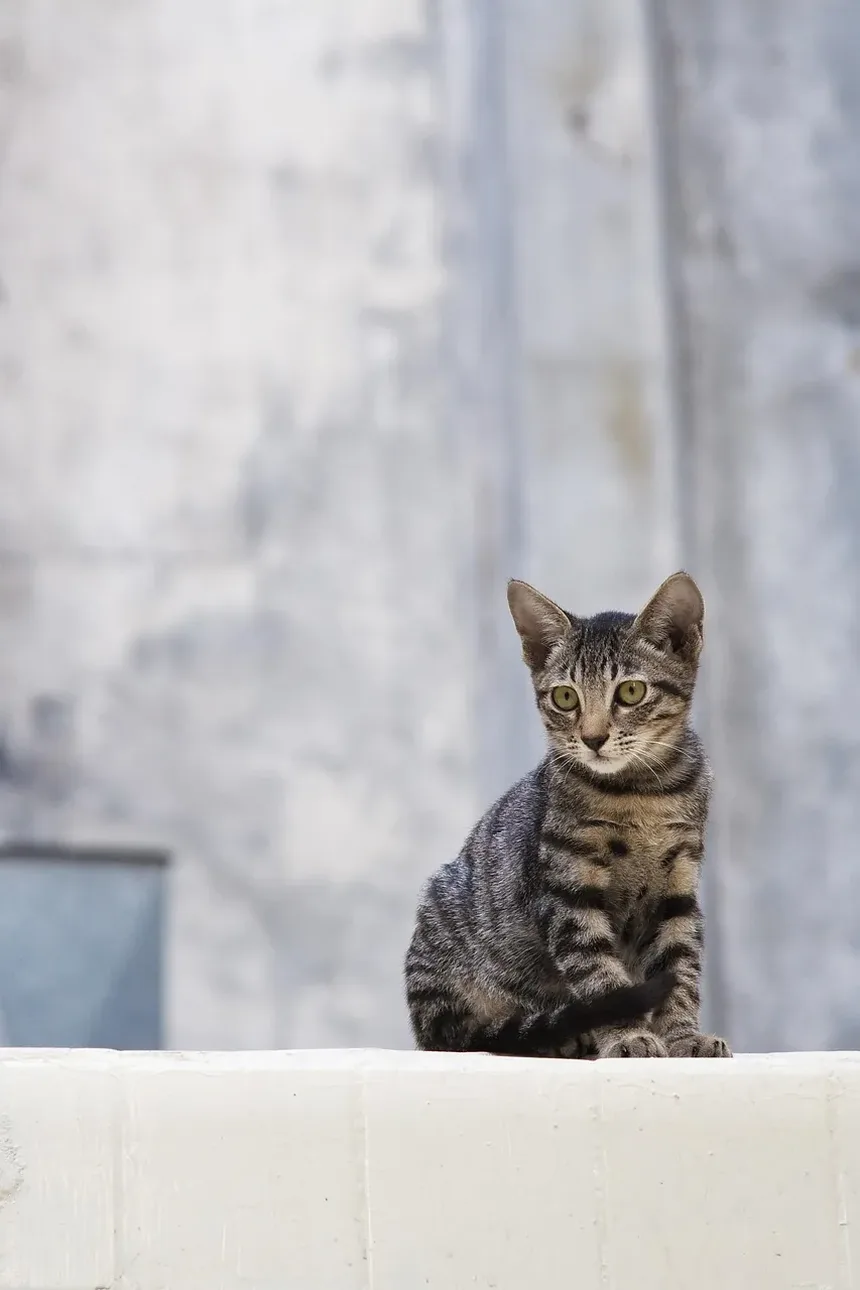 Como Prevenir que Gatos Vomitem Bolas de Pelo