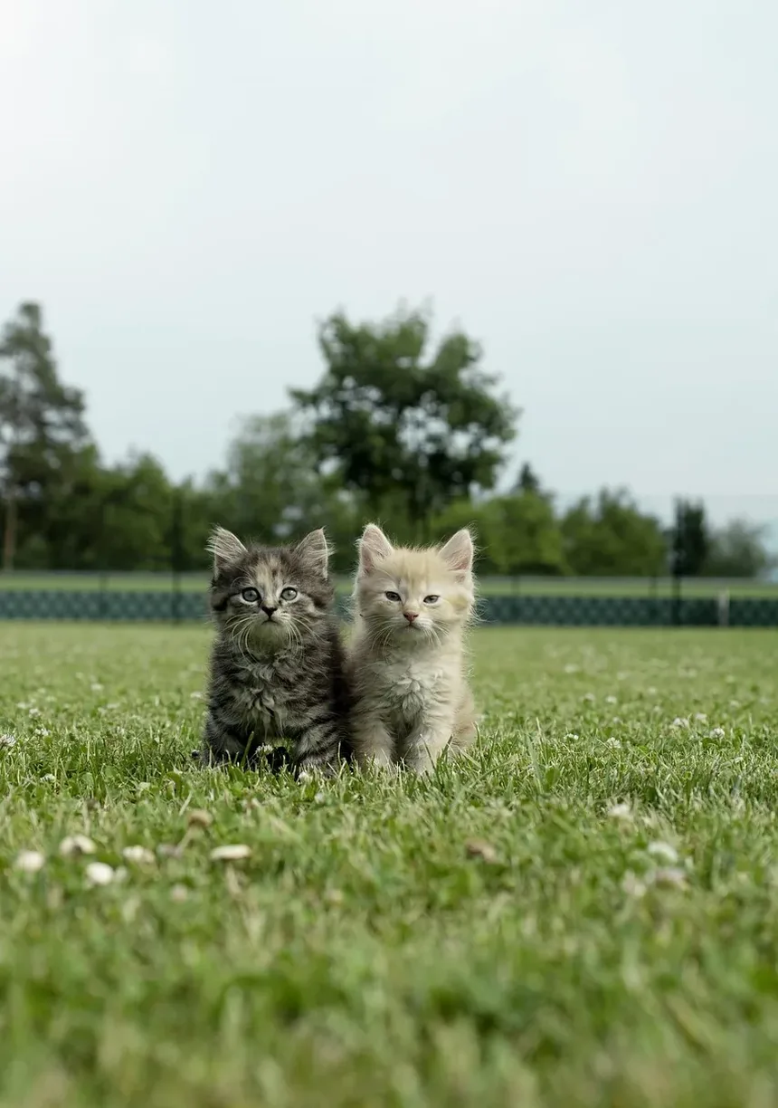 Como Prevenir que Gatos Vomitem Bolas de Pelo