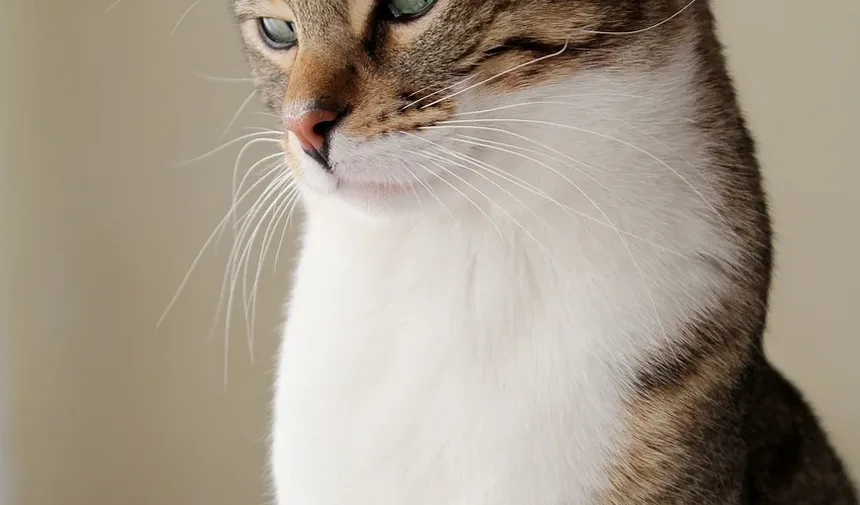 Como Prevenir que Gatos Vomitem Bolas de Pelo