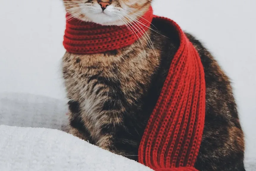 Como Prevenir que Gatos Vomitem Bolas de Pelo