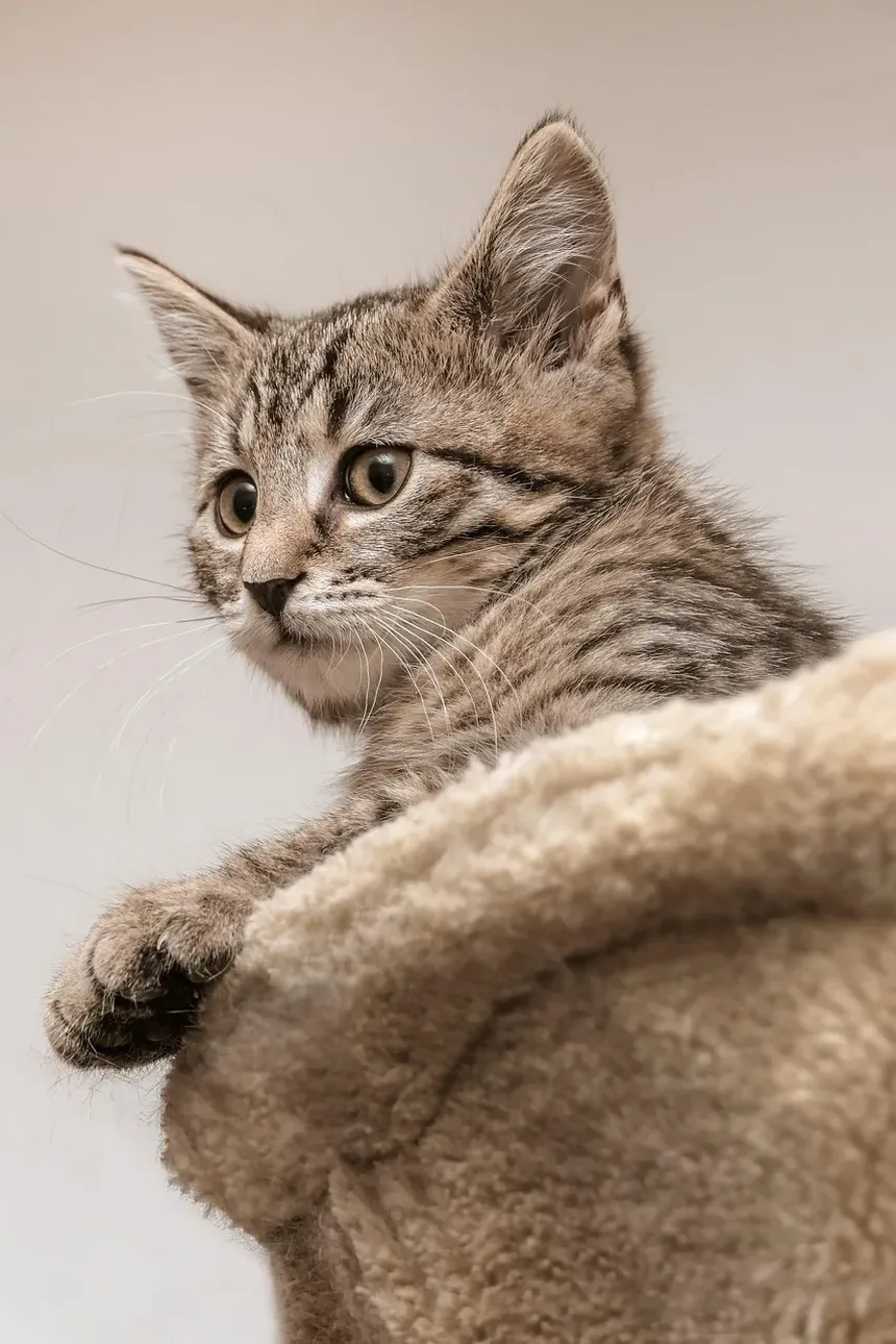 Como Prevenir a Doença do Fígado Gorduroso em Gatos