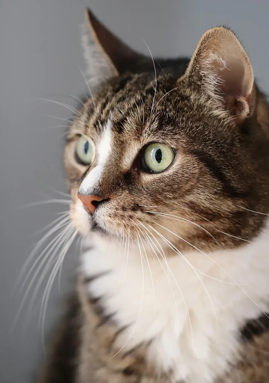 Como Prevenir a Doença do Fígado Gorduroso em Gatos