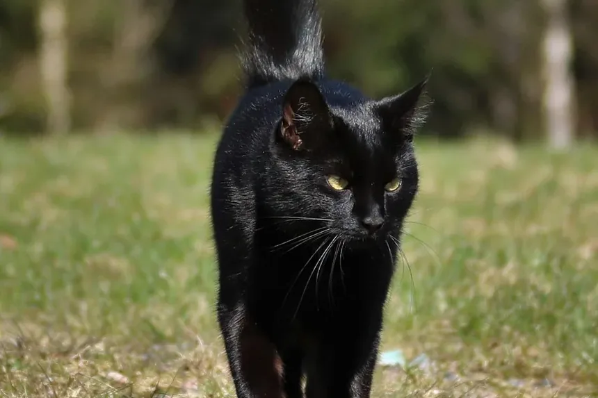 Como Prevenir a Doença do Fígado Gorduroso em Gatos