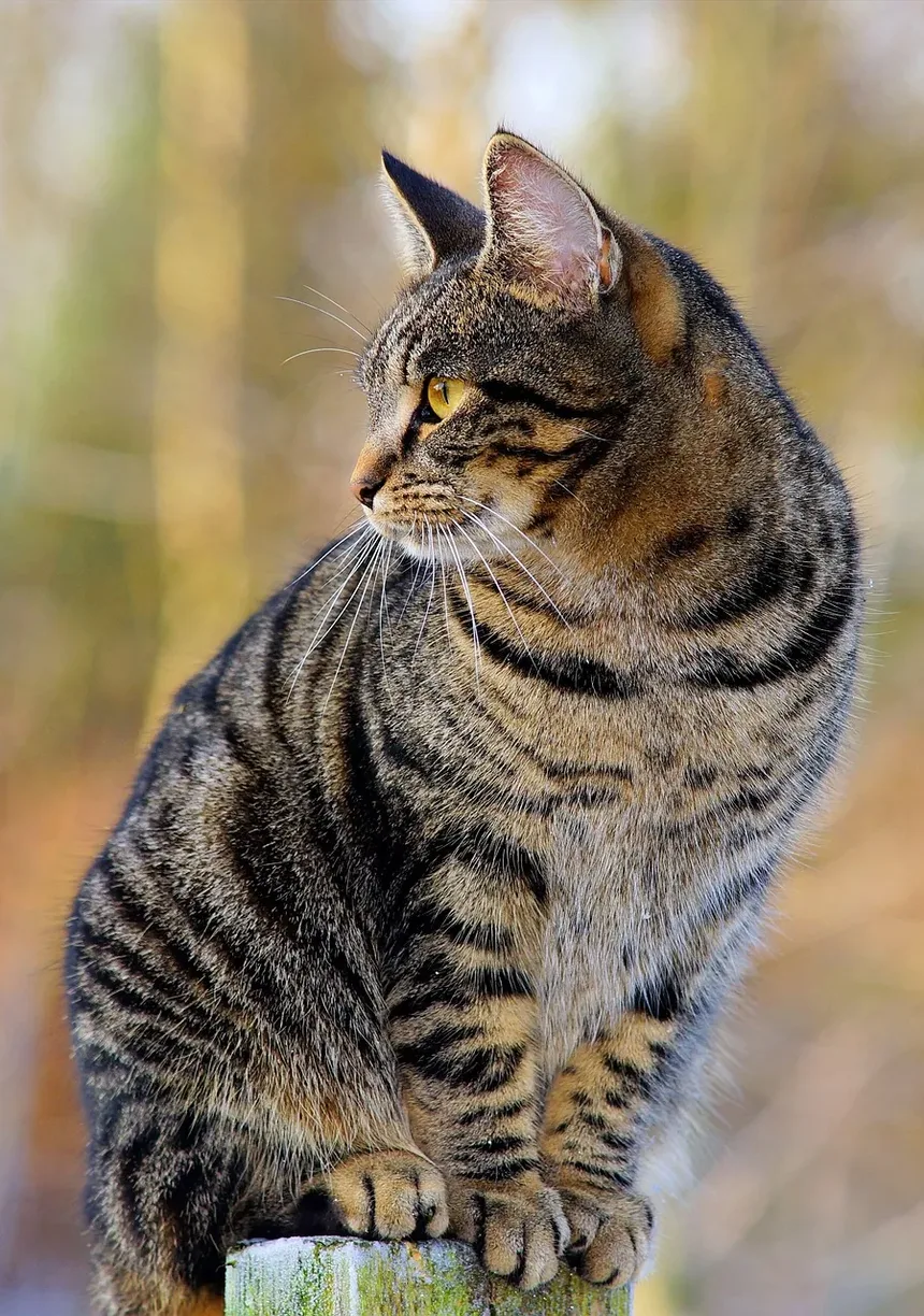 Como Prevenir Doença Inflamatória Intestinal em Gatos