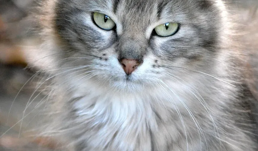 Como Prevenir Doença Inflamatória Intestinal em Gatos