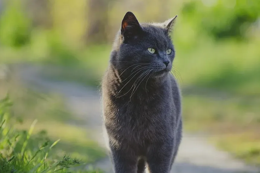 Como Prevenir Doença Inflamatória Intestinal em Gatos