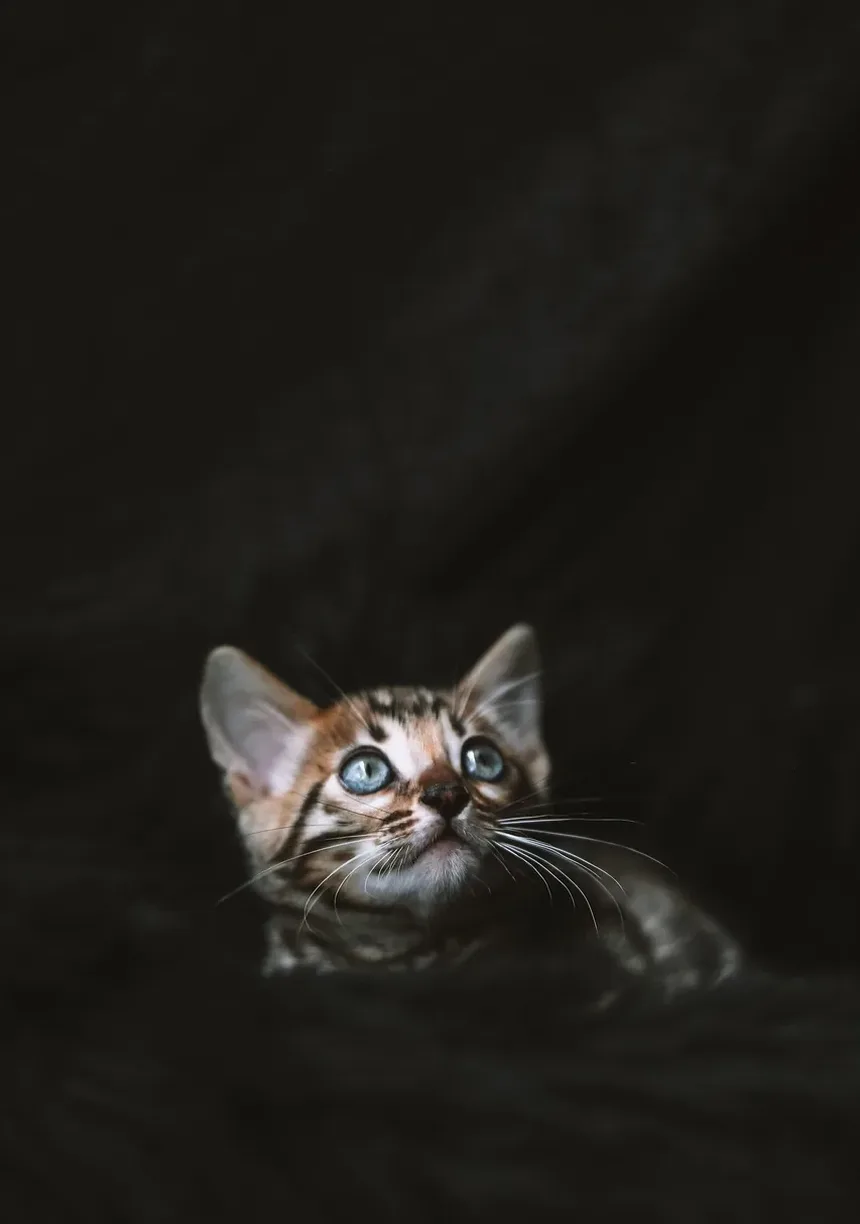 Como Sedar um Gato em Casa para a Tosa: Um Guia Completo