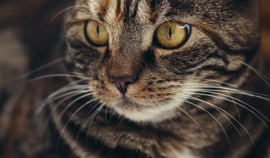 Como Sedar um Gato em Casa para a Tosa: Um Guia Completo
