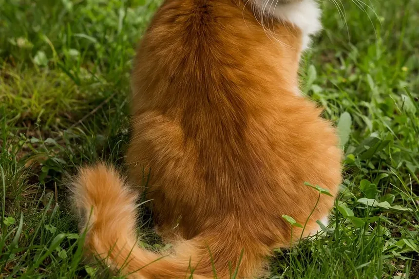 Como Sedar um Gato em Casa para a Tosa: Um Guia Completo
