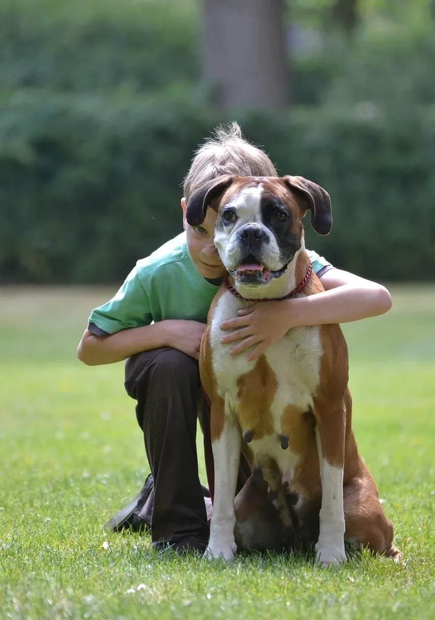 Remédios Naturais para Feridas em Cães: Tratamentos Eficazes e Cuidados