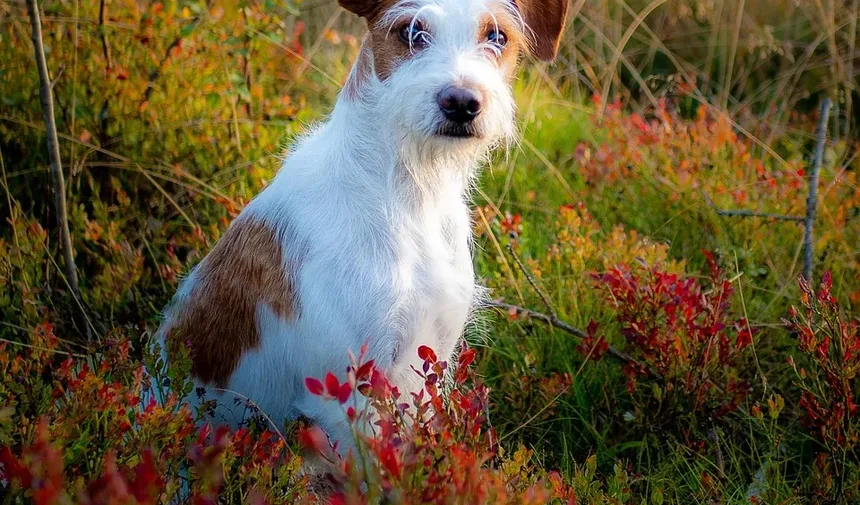 Remédios Naturais para Feridas em Cães: Tratamentos Eficazes e Cuidados