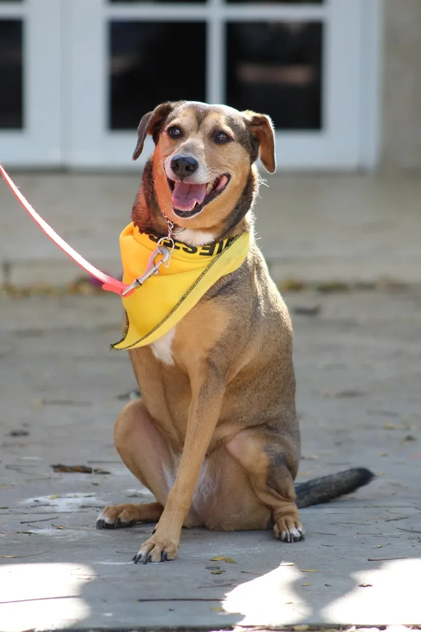 Remédios Naturais para Cães com Problemas Respiratórios: Um Guia Completo