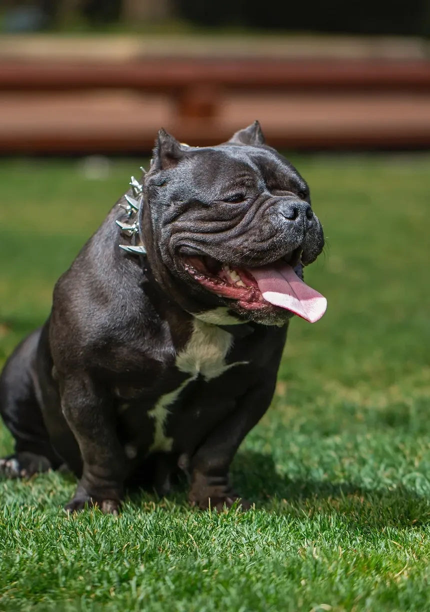 Remédios Naturais para Cães com Problemas Respiratórios: Um Guia Completo