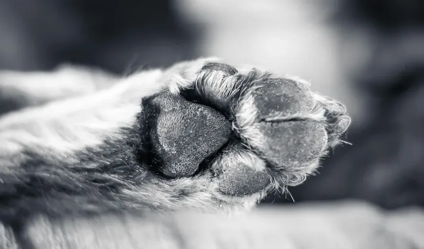 Remédios Naturais para Cães com Problemas Respiratórios: Um Guia Completo