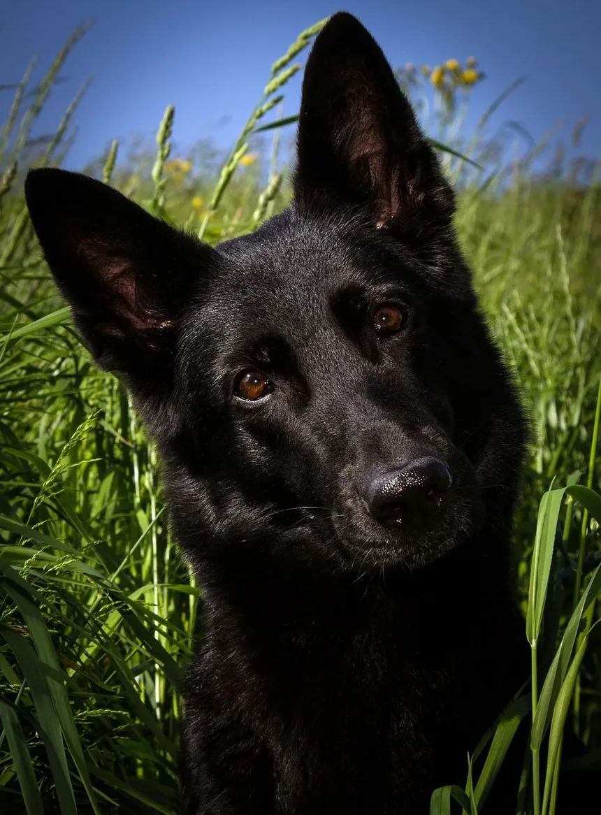 Remédios Naturais para Infecções em Cães: Um Guia Completo