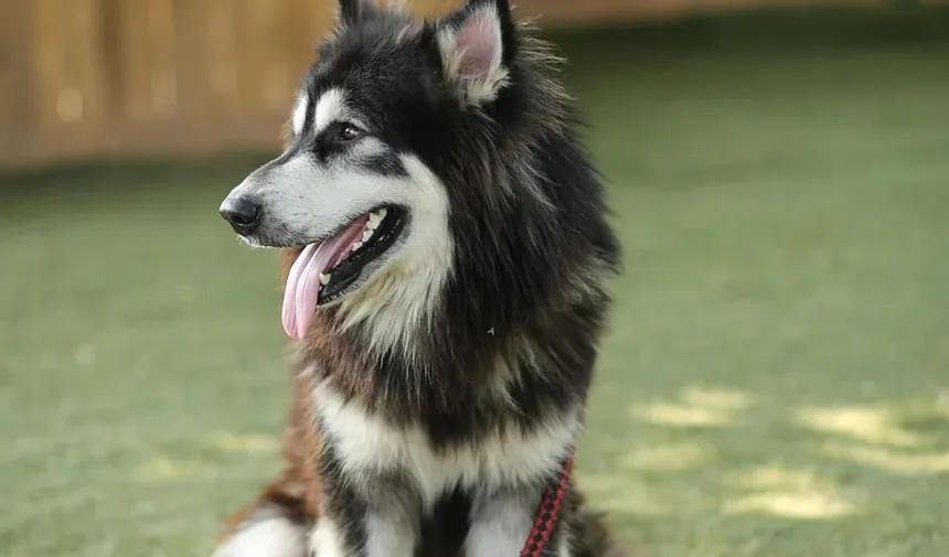 Remédios Naturais para Infecções em Cães: Um Guia Completo