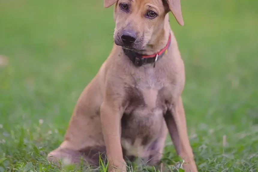 Remédios Naturais para Infecções em Cães: Um Guia Completo