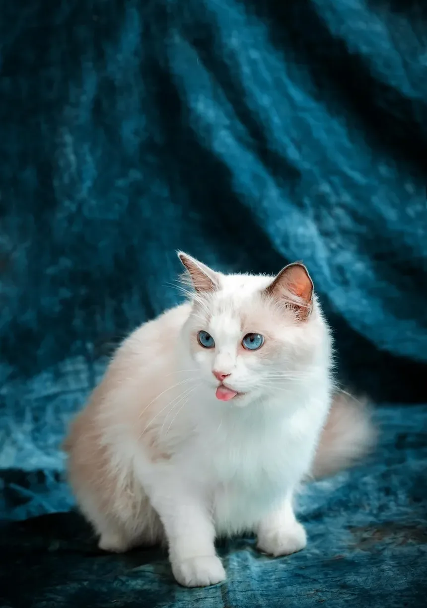 Sinais de Estresse nos Bigodes dos Gatos: Entendendo a Fadiga dos Bigodes