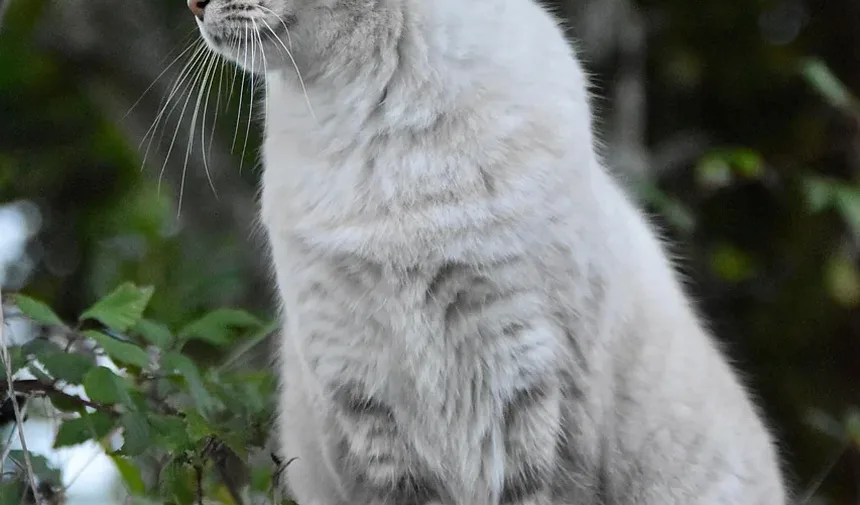 Sinais de Estresse nos Bigodes dos Gatos: Entendendo a Fadiga dos Bigodes