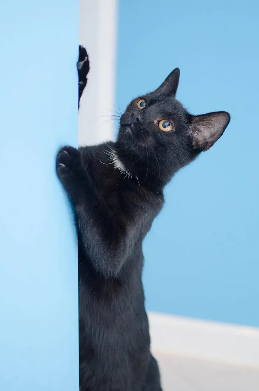 Por que os Gatos Escondem que Estão Doentes?