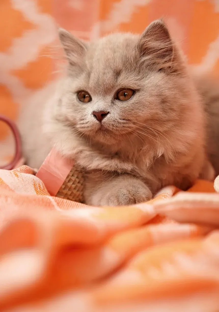 Por que os Gatos Escondem que Estão Doentes?
