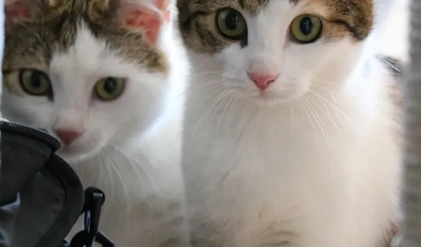 Por que os Gatos Escondem que Estão Doentes?