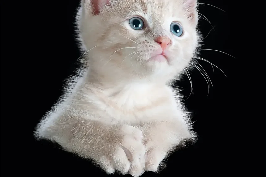 Por que os Gatos Escondem que Estão Doentes?